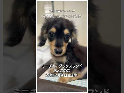 既にイケメン。ミニチュアダックスフンドのおとこのこ#shorts