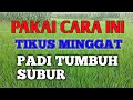 MENGUSIR TIKUS DI SAWAH@Azel Oppo channel