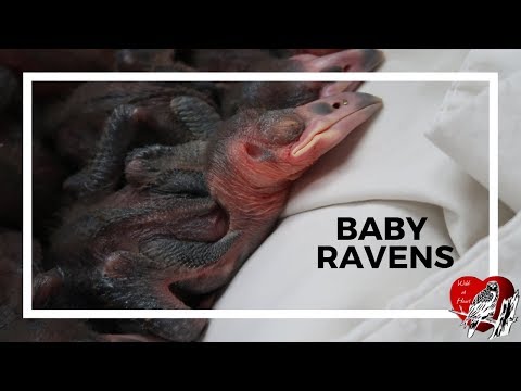 Nest of 6 Baby Ravens (Week 1 & 2) - Wild at Heart