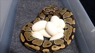 JTRush Pythons  e055   Clutch 6 of 2015  Normal to Calico and Champagne