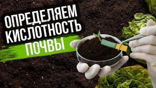 Как определить кислотность почвы