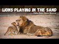 Kambula Pride lion cubs playing in the sand | Featuring Tinyo Birmingham Male