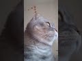 знову ці шахеди 🤨😲