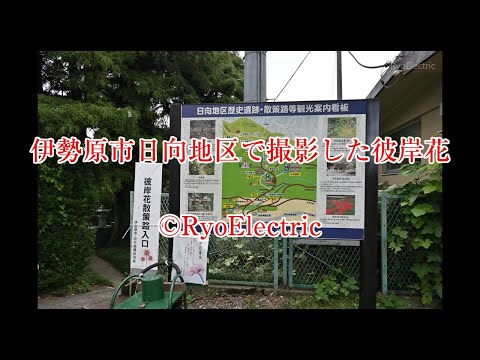 伊勢原市日向地区で撮影した彼岸花