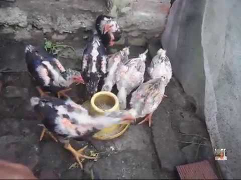 Cách nuôi gà không mổ lông nhau - Non-feathering chicken | Foci