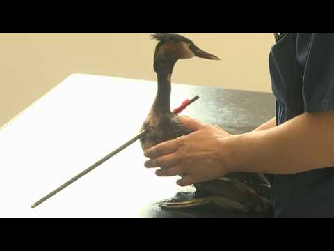 Perpetrator shoots great crested grebe with arrow through neck - Rescue operation in Kleve