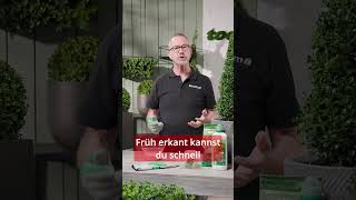 Buchsbaum schützen: So hältst du Schädlinge fern | toom Pflanzentipps #shorts #pflanzentipp #toom