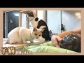 【友情】赤ちゃんのお風呂を協力して警護する猫達