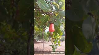 Beauty of Konkna, cashews love