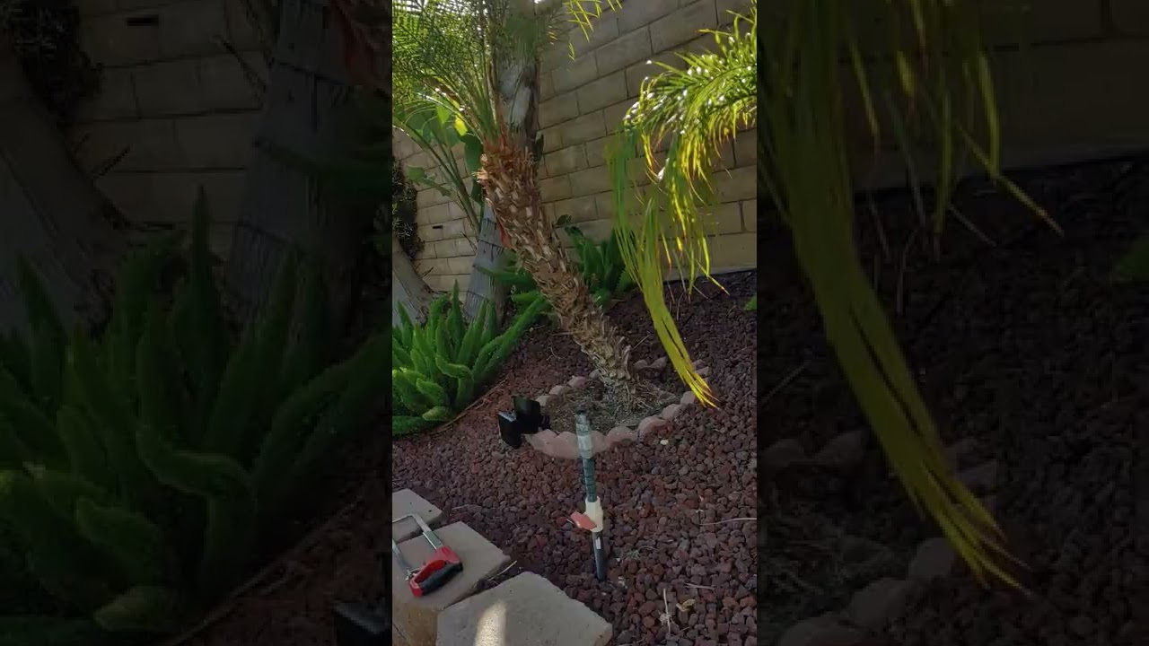 Hubby plants trees for dog memorial.