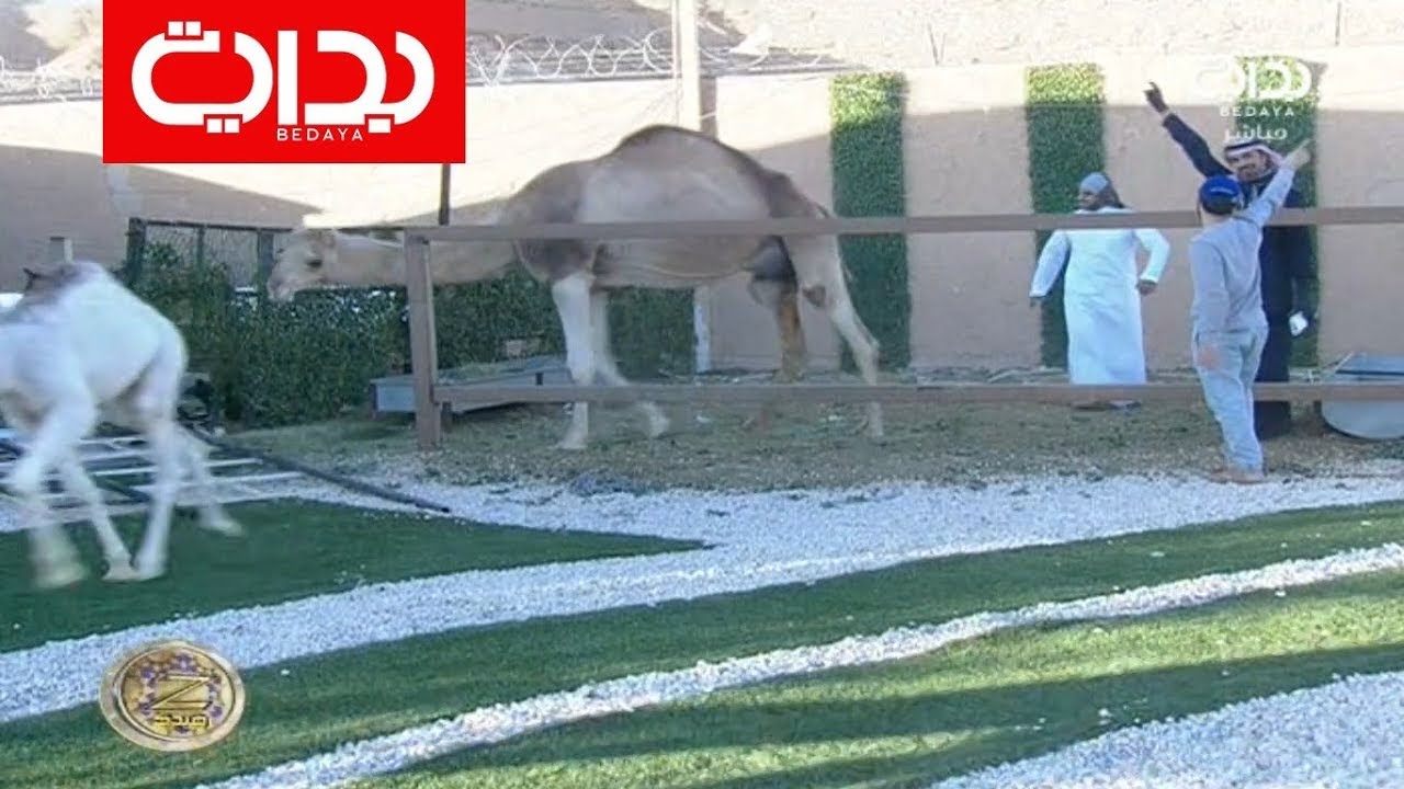 ريالتي مع كتومه - عبدالقادر الشهراني وبلال الماضي ومحسن بن تركي | #زد_رصيدك93