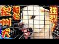 【凶暴犬】噛む紀州犬まずはクレートから出します👍メンバーシップ特別無料セッション（前編）