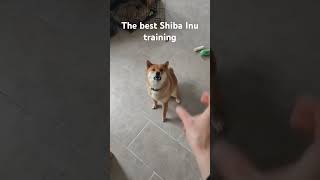 The best Shiba Inu training#dogs#funnydogvideos#dogtraining#doglovers#shorts