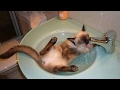 DEADLIEST LAUGH CHALLENGE - Impossible to survive! - Funniest CAT videos