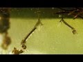Mosquitoes and Black Flies in the Arctic