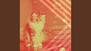 Pulsating Backdrops for Lush Kittens