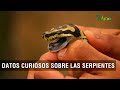 Datos curiosos sobre las serpientes - TvAgro por Juan Gonzalo Angel Restrepo