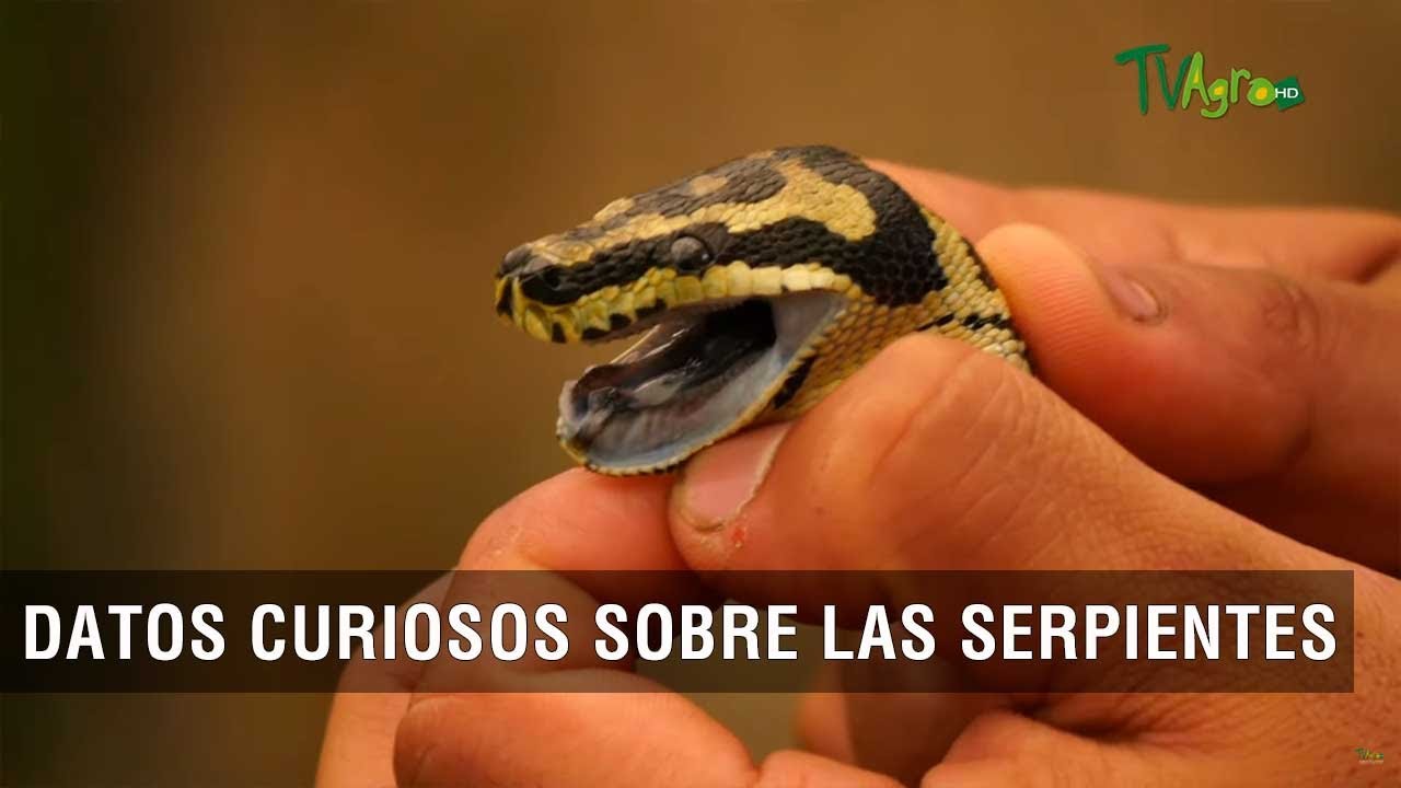 Datos curiosos sobre las serpientes - TvAgro por Juan Gonzalo Angel Restrepo