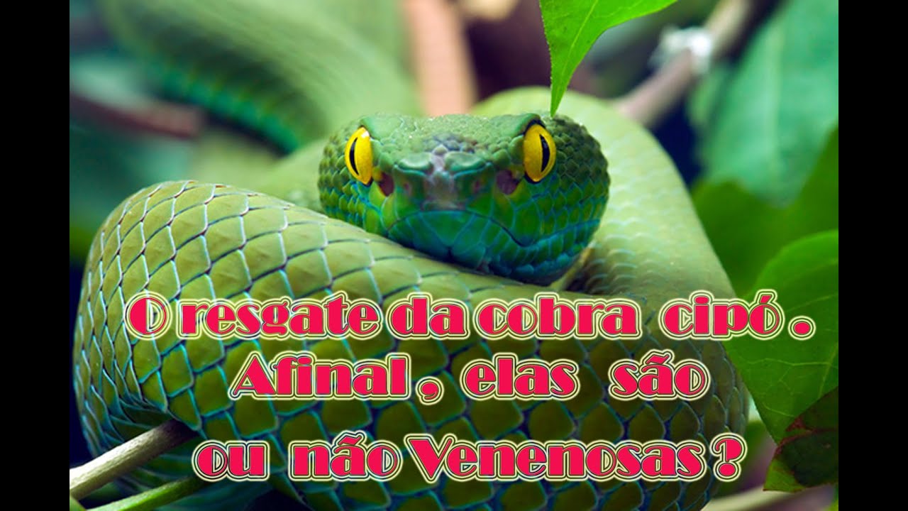 Afinal, a cobra-verde é ou não venenosa? - Geral - Cassilândia