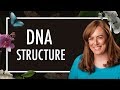 Understanding DNA Structure