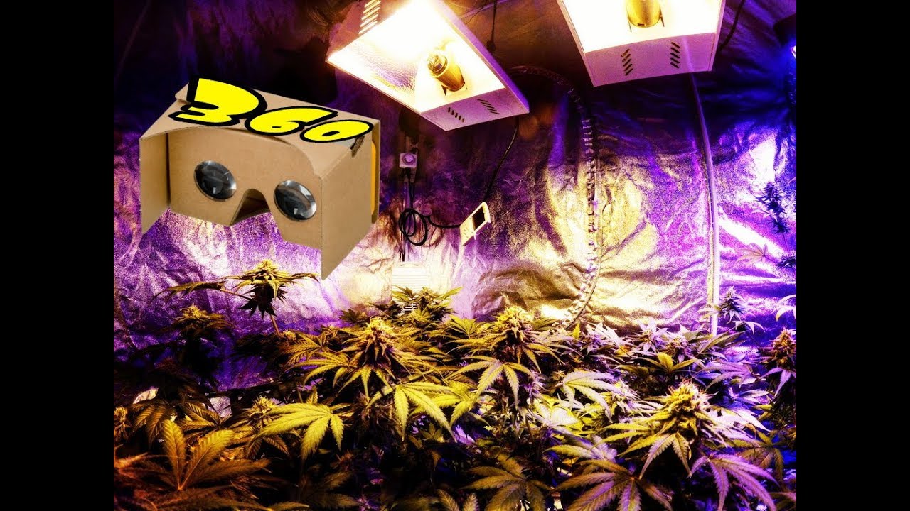 360 camera in the marijuana garden. Day 49 of flower. Flush.