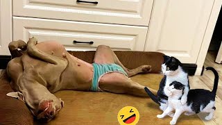 The Most Unbelievable Funny Reactions Of Dogs And Cats Ever 🐶 | Funny Videos About Pets 🤣 by Meow Meow Productions 281 views 4 months ago 22 minutes