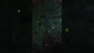 The Light Fairies of Night Forests: Fireflies ✨✨✨ Part 2