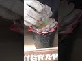 エケベリアを増やそう#shorts #多肉植物 #succulent