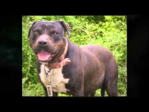 puppy paradise The American Bully