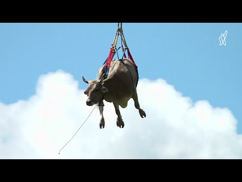 შვეიცარიაში ფერმერებს ძროხა ვერტმფრენით გადაჰყავთ