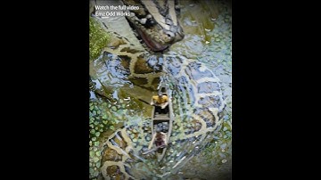 GIANT PYTHON SNAKE Hunts Florida Swamp! #art #sculpture #diorama #reptile #polymerclay #resin