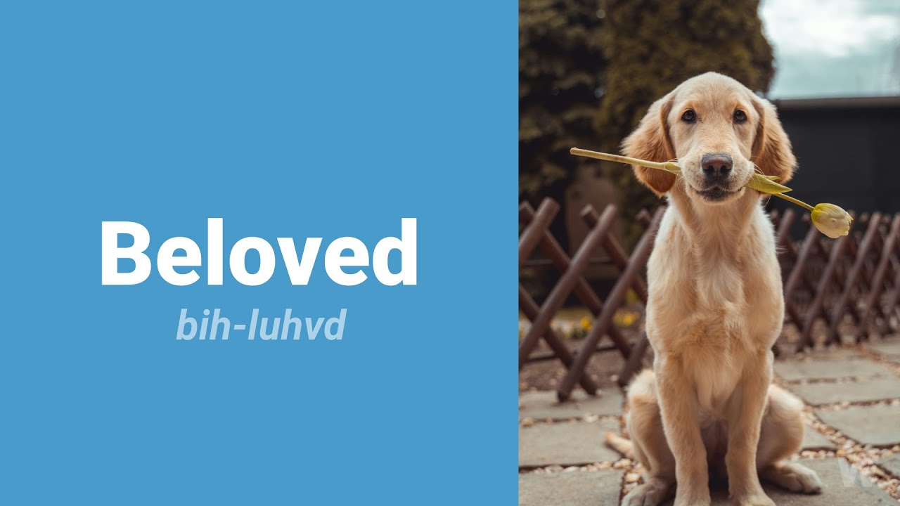 How to Pronounce Beloved? Oxford 5000 Advanced English YouTube