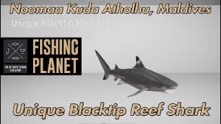 Unique Blacktip Reef Shark Noomaa Kuda Atholhu Maldives Fishing Planet Guide