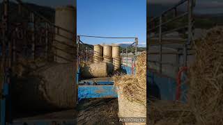 稲わらミニロール。トラック積み込み。