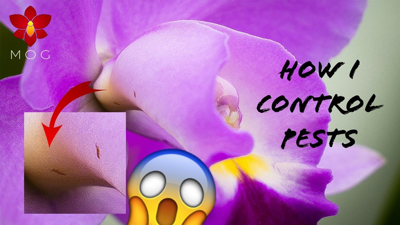 How I get rid of pests 2021 - The reality of having a big Orchid collection!