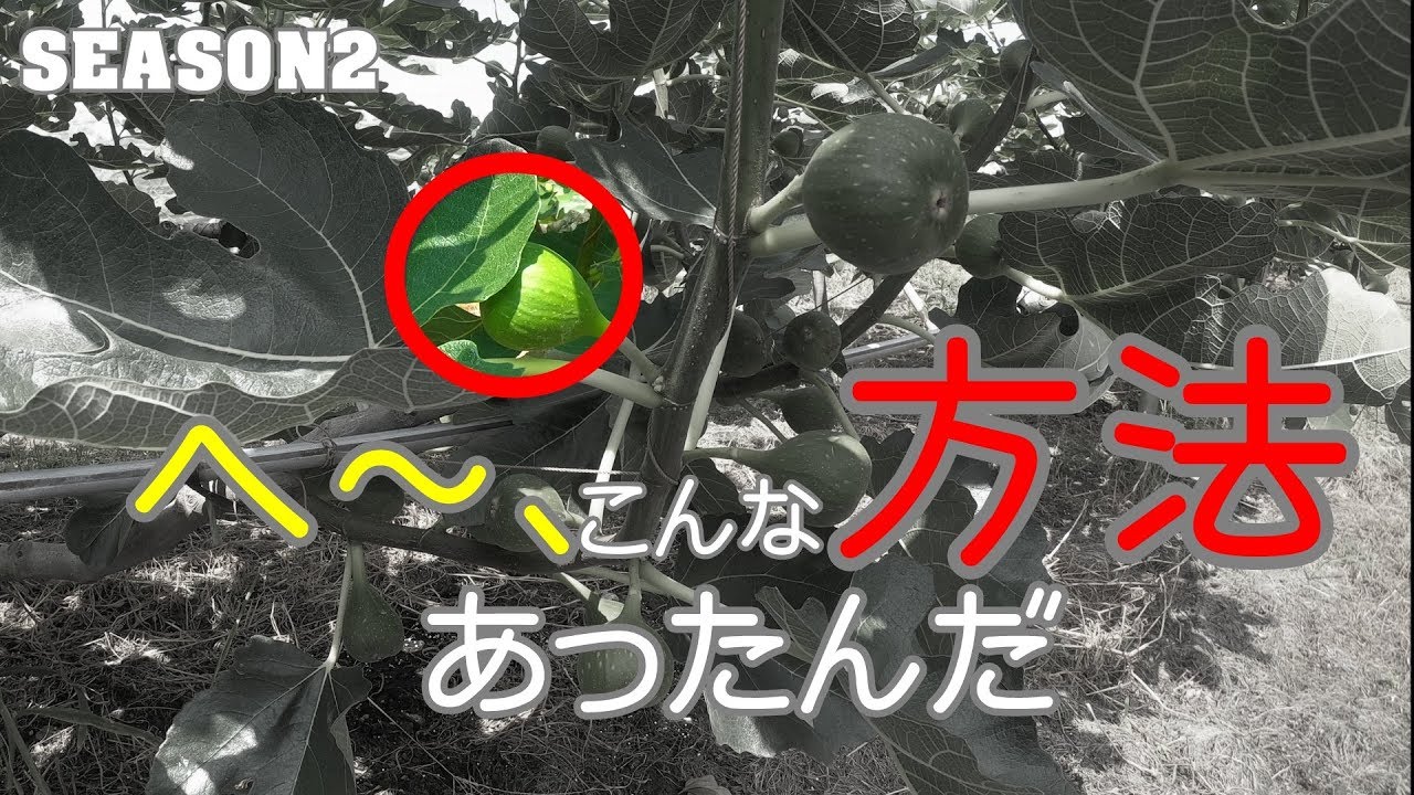 いちじくVlog　#30　色づき　SEASON2