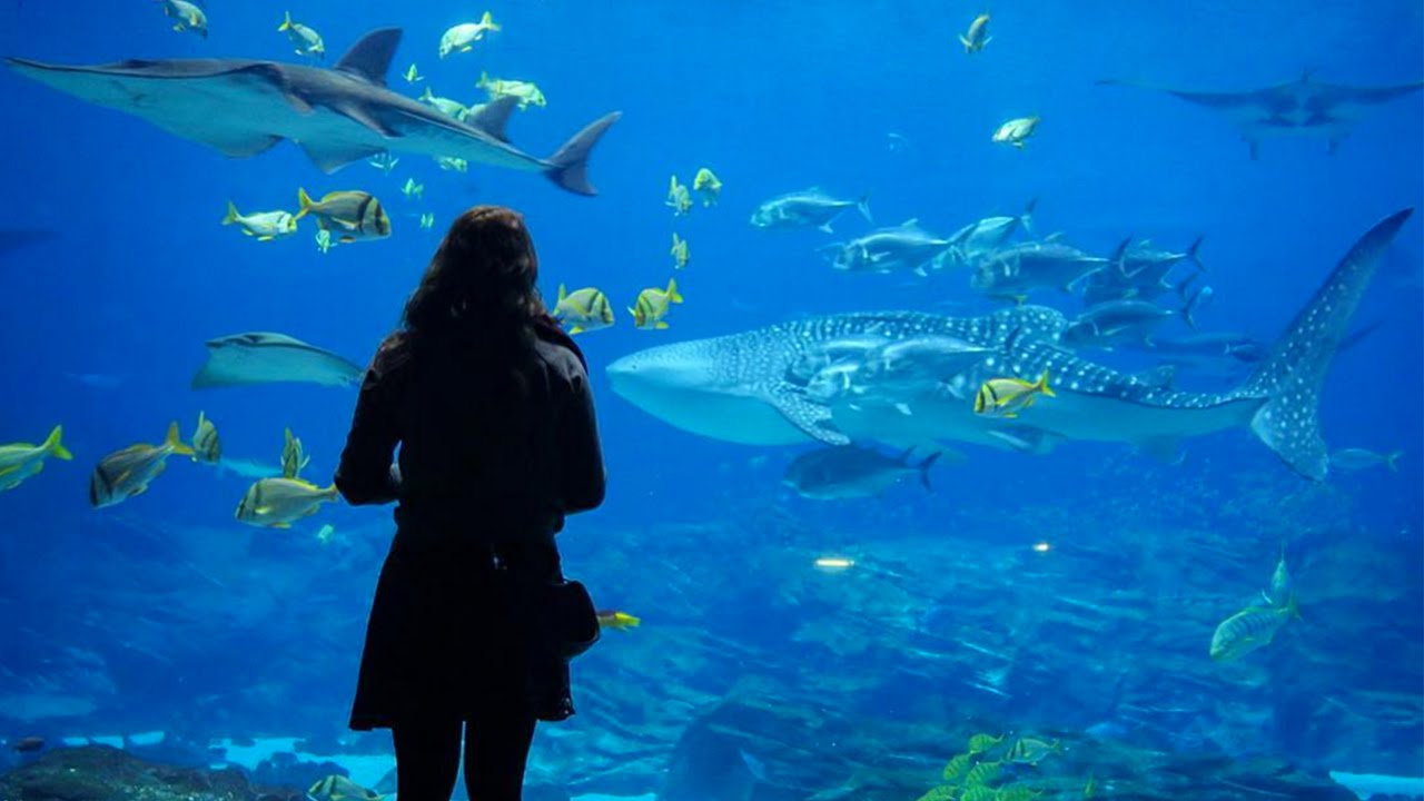 Best Aquarium In The United States You Best Aquarium In The United States