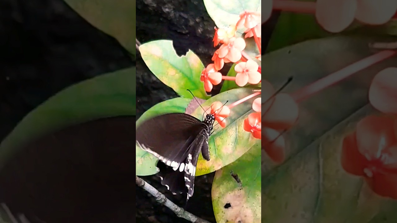 butterfly sucks nectar, freedom of the nature. 