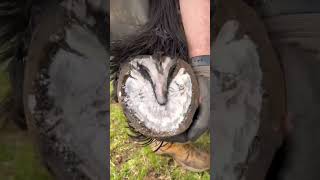 Satisfying! #Farrier #Horse #Shortswithcamilla #Equestrian #Satisfying #Asmr