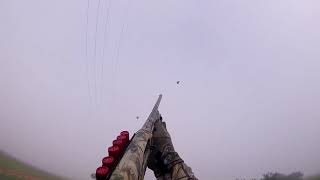 dove hunt dilley texas