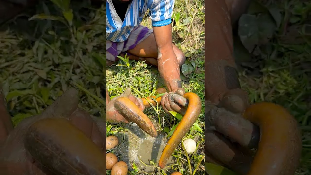 Best Eel catching Video with eggs 