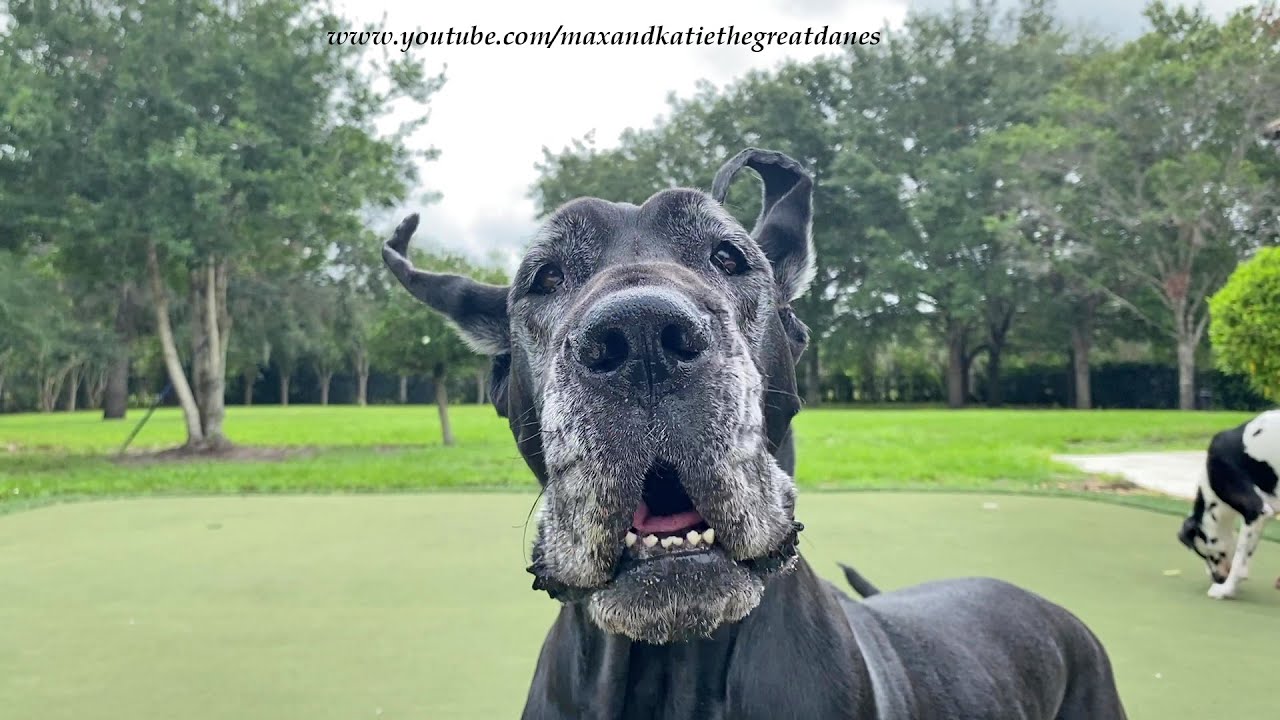 Funny Great Danes Love Iphone Camera Closeups