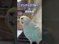 L-33  インディゴブルー #原田知世 #伊藤ゴロー #ピアノ #セキセイインコ