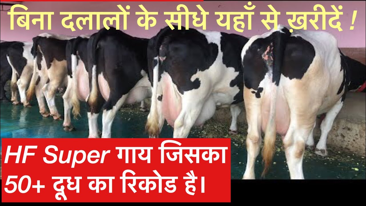 🛑LIVE देखिए ! Best Stock of 30 ANIMALS For Sale . Contact For Booking