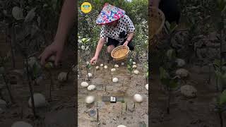 Tại Sao Người Ta Lại Đem Vứt Hàng Loạt Trứng Vịt Xuống Nước!