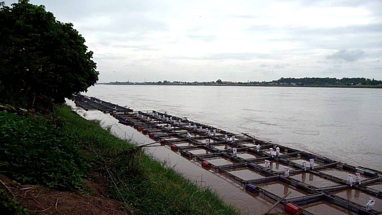 Tilapia Fish Farm, Mekong River Vientiane Laos 