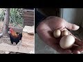 Bâ&#39;t ngơ&#39; gà trống đẻ trứng ở Kon Tom được cho là nuôi nhiều năm