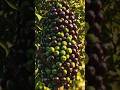 🌱 Jabuticaba Growing 🍇 Fruit Growing on Tree Trunk! #shorts #tranding #ai #jabuticaba #nature