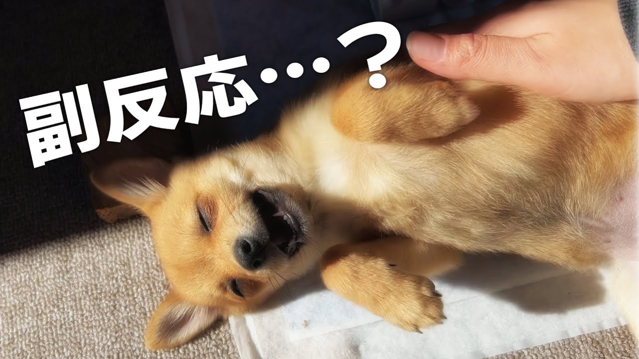 病院から帰ったちゃまめがぐったり………