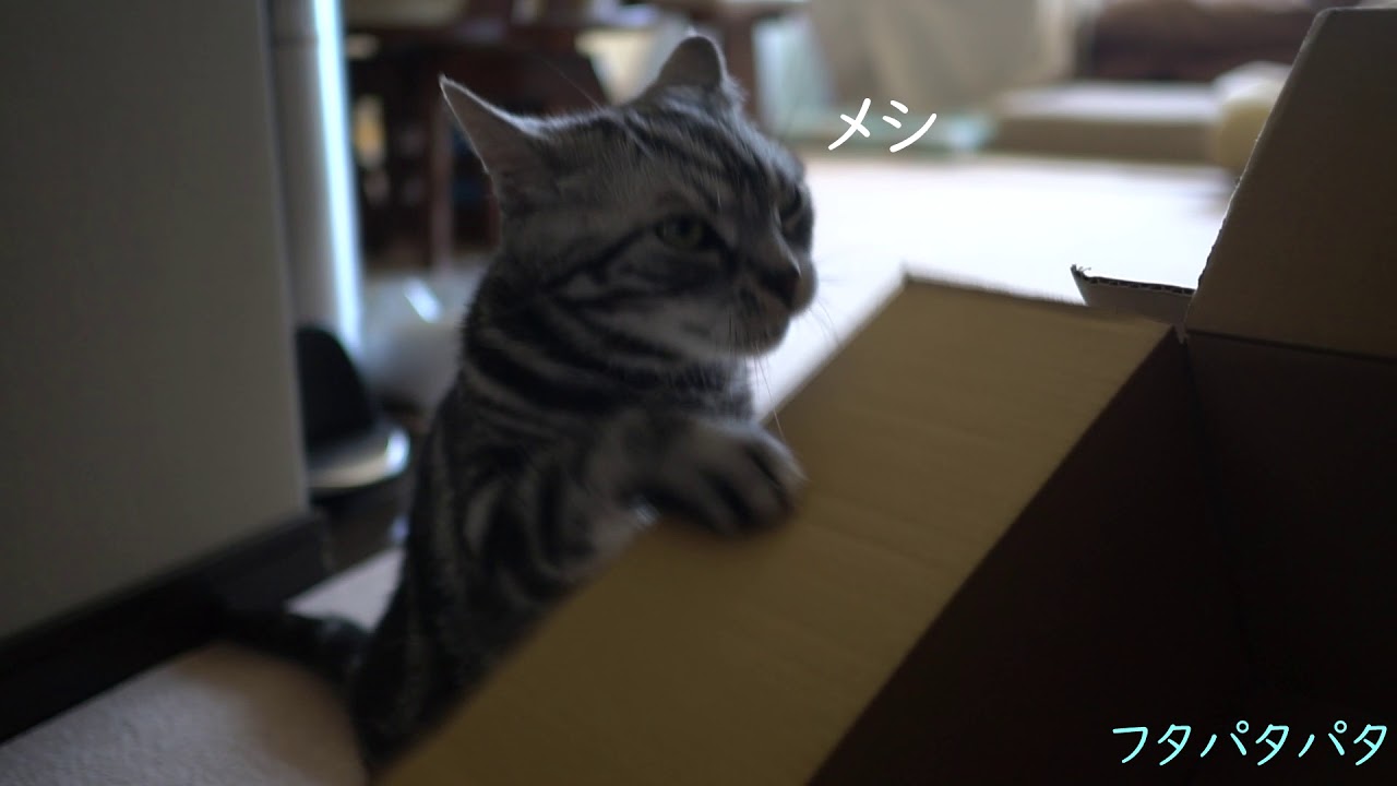 アメスコこてつ